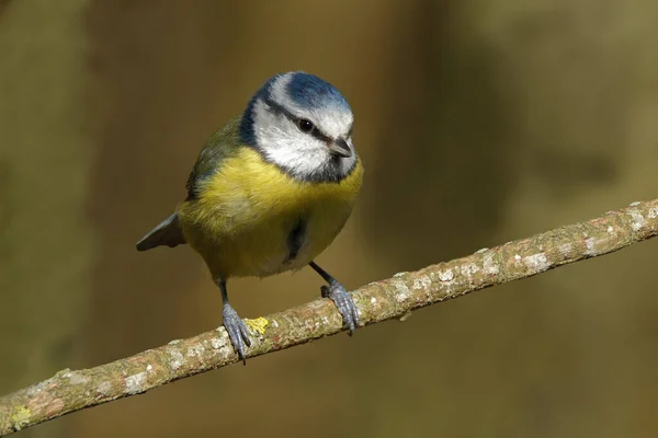 Blue Tit perched on branch against a soft background. Taken at RSPB Middleton Lakes