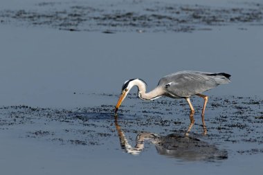 Gri Heron Ardea Cinerea Küçük bir balık yakalamak için suda yürüyor