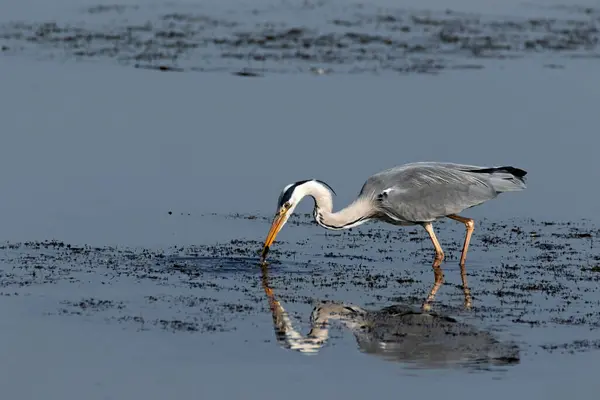 Gri Heron Ardea Cinerea Küçük bir balık yakalamak için suda yürüyor