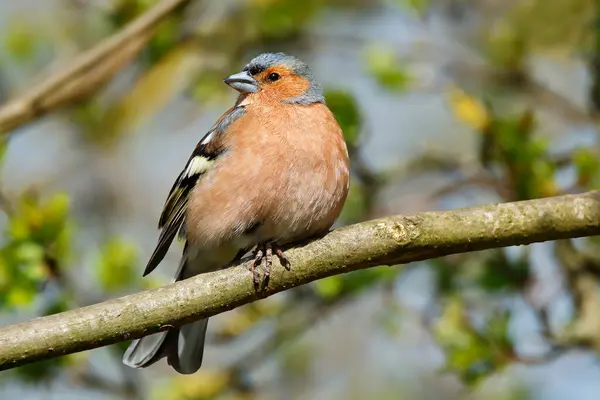 Erkek Chaffinch, bir dala tünemiş. Ilık bahar güneşiyle yıkanmış.