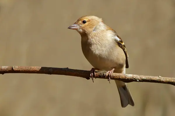 Chaffinch 'in, dişi papatya sineği Fringilla' nın sıcak bahar güneşinde, odak noktasının dışında yumuşak bir arka plana karşı bir dalda coelebs.