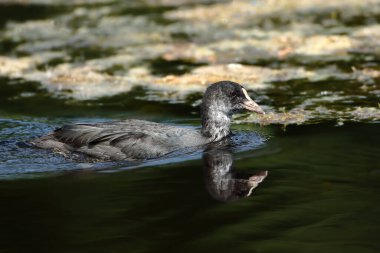 Juvenile coot gliding on water clipart
