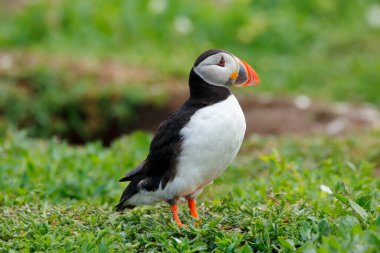 Atlantik martısına yakın, Fratercula arktika, çimlerin üzerinde duruyor, Inner Farne, Farne Adaları, Northumberland, İngiltere