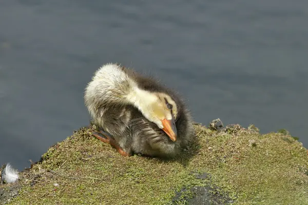 Mallard duckling preening on grass next to water. Taken at Brandon Marsh Nature Reserve Coventry Warwickshire England