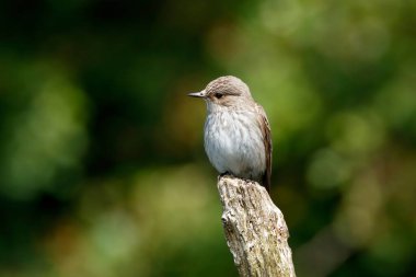 Tahtaya tüneyen benekli sinek avcısına yakın çekim