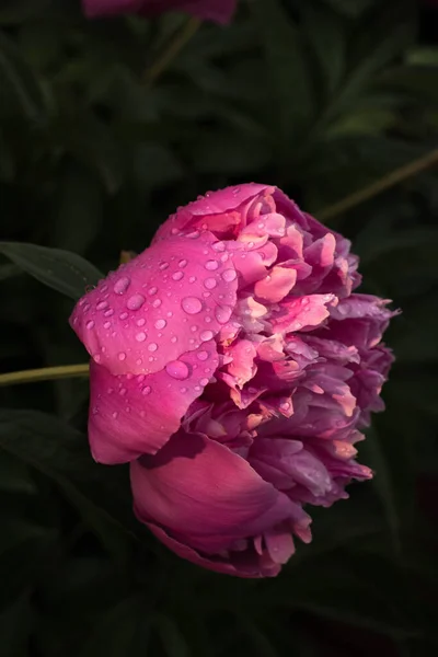 Розовый Цветок Росой Лепестках — стоковое фото