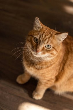 kırmızı kedi üst görünümü