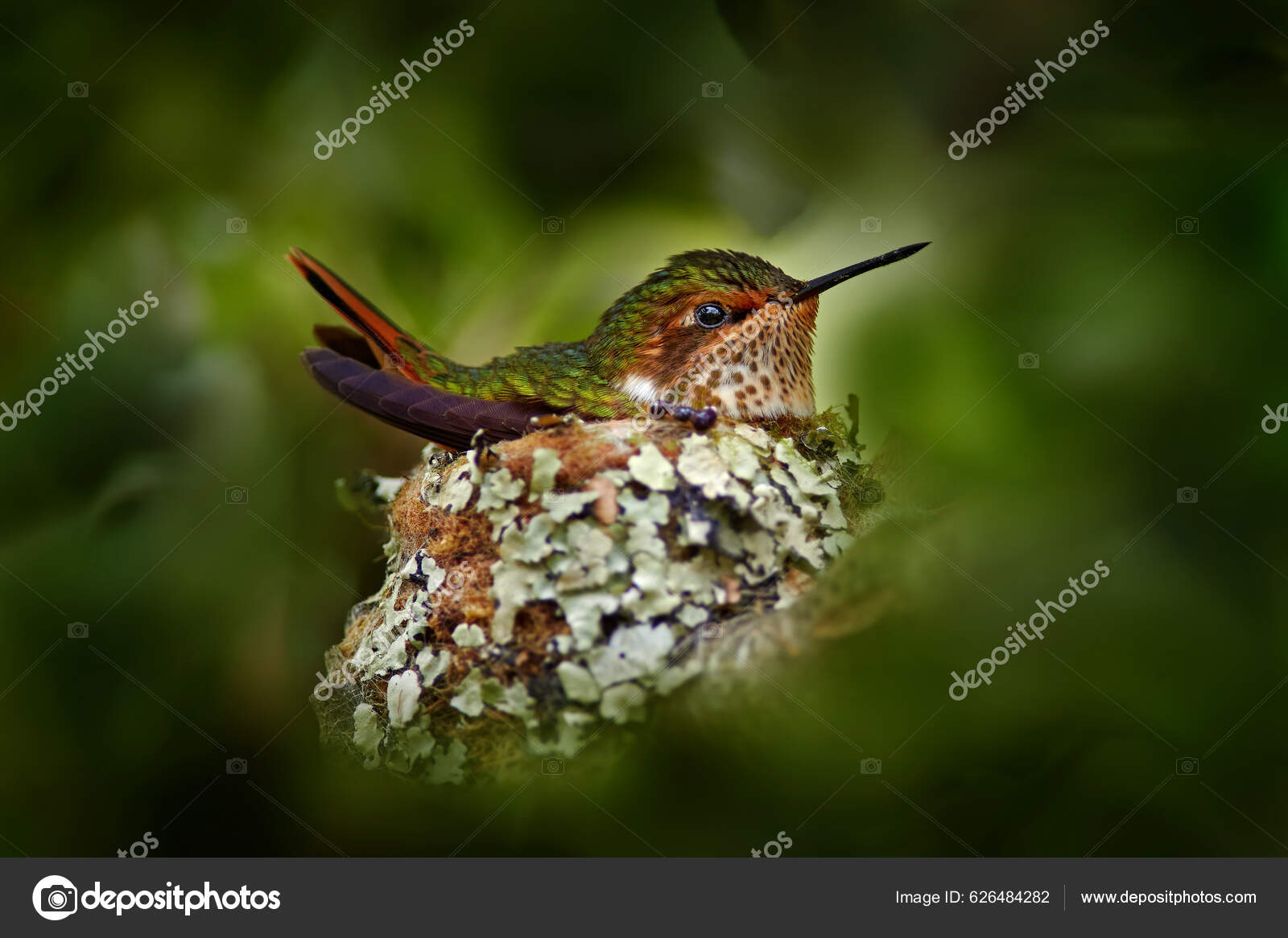 벌새는 둥지에서 마리의 새끼에게 먹이를 Scintillant Hummingbird Selasphorus Scintilla Savegre  — 스톡 사진 © OndrejProsicky #626484282, image size:1600x1166
