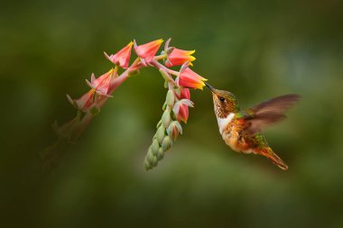 Çiçek açan sinekkuşu. Scintillant Hummingbird, Selasphorus scintilla, doğadaki minik kuş. Kosta Rika 'dan gelen en küçük kuş güzel turuncu çiçeğin yanında uçuyor, tropikal orman..