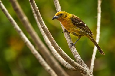 Güney Amerika 'da kuş gözlemciliği. Kosta Rika 'dan tanger. Doğadan vahşi yaşam sahnesi. Sarı Kuş Alev Renkli Tanager, Piranga bidentata, Savegre, Kosta Rika. 