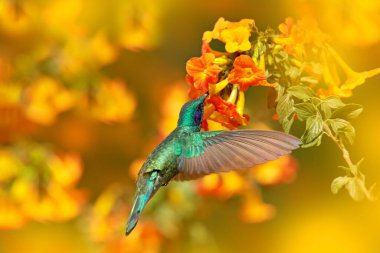 Vahşi yaşam Kosta Rika 'sı. Turuncu çiçekli sinekkuşu uçuyor. Yeşil menekşe kulaklı, Colibri thalassinus, doğal ortamında yeşil yapraklı sinekkuşu. Kosta Rika 'daki Savegre Vadisi' nden sinekkuşu.
