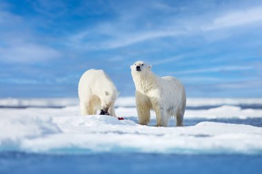 Nature  - polar bear on drifting ice with snow feeding on killed seal, skeleton and blood, wildlife Svalbard, Norway. Beras with carcass, wildlife nature. Carcass with blue sky and clouds. clipart