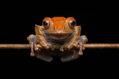 Madagaskar Parlak Gözlü Kurbağa, Boophis Madagascariensis, Madagaskar 'da Ranomafana NP. Orman habitatında endemik amfibi, gece fotoğrafı. Kurbağalı yeşil yaprak. Madagaskar vahşi yaşamı.  