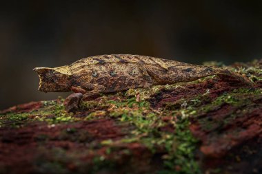 Brookesia Thieli, Domergue 'un yaprak bukalemunu ya da Thiel' in orman habitatındaki pigme dalı. Andasibe-Mantadia NP, Madagaskar 'dan uzun kuyruklu egzotik, yeşil sürüngen. Doğadan vahşi yaşam sahnesi. 