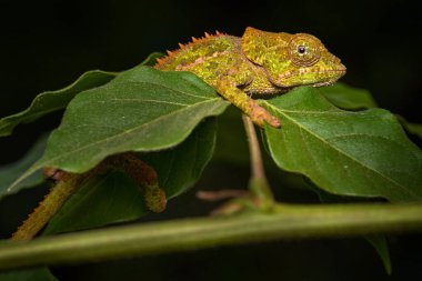 Kısa boynuzlu bukalemun Calumma brevicorne Madagaskar 'a özgü..