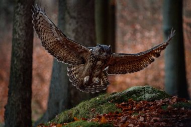 Kartal baykuş ormandaki yeşil yosun taşına iniyor. Uçan Kartal baykuşunun doğal ortamında ağaçlarla birlikte açık kanatları var. Doğadan, Polonya 'dan, Avrupa' dan aksiyon kış sahnesi. Vahşi yaşam doğası.
