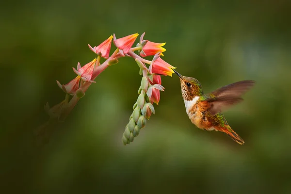 Hummingbird Blooming Flowers Scintillant Hummingbird Selasphorus Scintilla Tiny Bird Nature — Stock Photo, Image