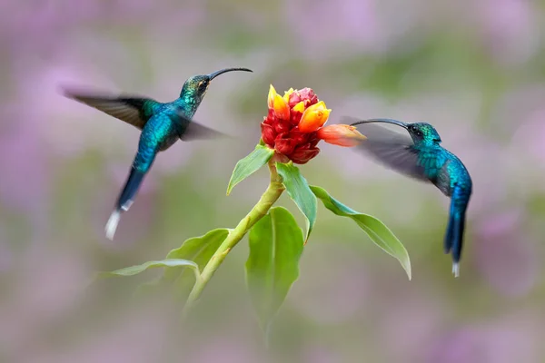 Divoká Kolumbie Zelený Poustevník Phaethornis Vzácný Kolibřík Zelený Pták Letící — Stock fotografie