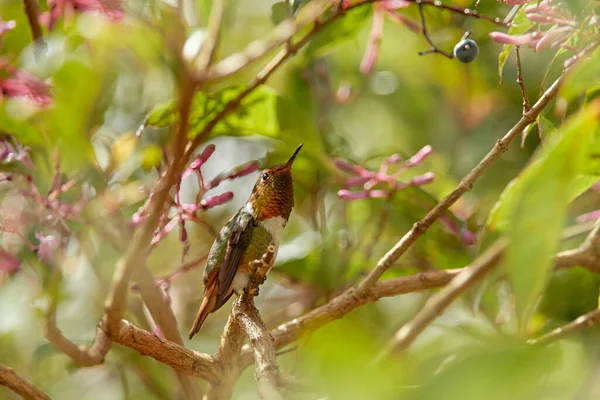Scintillant Hummingbird Selasphorus Scintilla 서식지의 코스타리카에서 아름다운 열대림 날아다닌다 꽃피는 — 스톡 사진