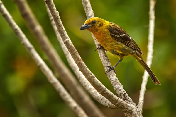 Pozorování Ptáků Jižní Americe Tanager Kostariky Divoká Příroda Přírody Žena — Stock fotografie