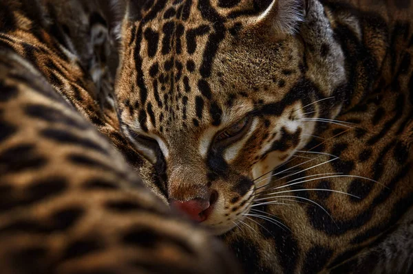 삼림에 고양이 오셀롯 레오파르트 우스의 사진을 뒤적는다 서식지의 동물들 입니다 — 스톡 사진