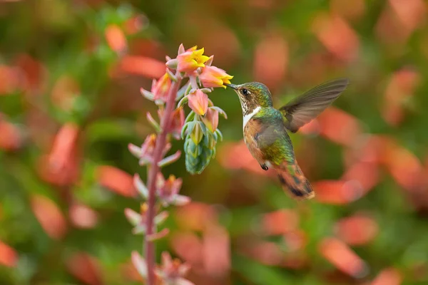 Kolibřík Kvetoucích Květinách Scintillant Colmingbird Selasphorus Scintilla Malý Ptáček Přírodním — Stock fotografie