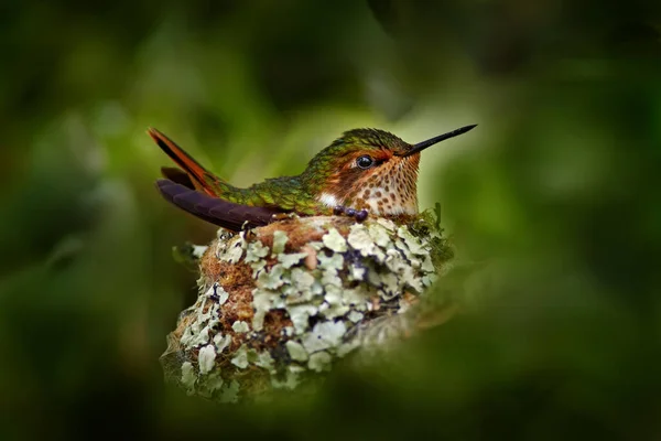 Beija Flor Ninho Alimentando Duas Crias Scintillant Hummingbird Selasphorus Scintilla — Fotografia de Stock