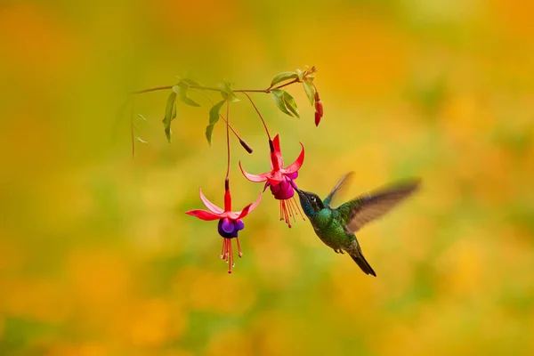 Wildlife Panana Hummingbird Red Orange Flower Flight Green Violet Ear — Stock Photo, Image