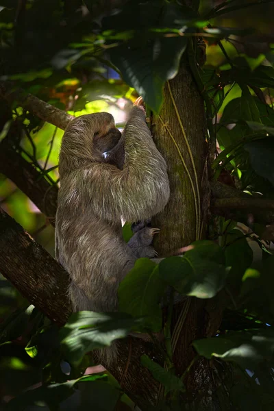 Sloth Avec Bébé Bel Animal Dans Habitat Naturel Paresseuse Deux — Photo