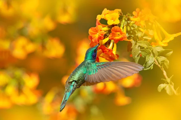 Vadvilág Costa Rica Kolibri Narancs Virággal Repülés Zöld Ibolyafül Colibri — Stock Fotó