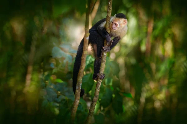 White Headed Capuchin Black Monkey Sitting Tree Branch Dark Tropical — Stock Photo, Image