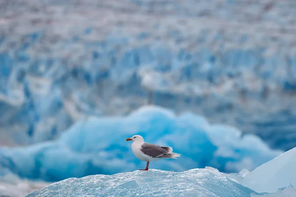青筋海鸥 落叶松在冰上与雪 海豹尸体 白色的海鸥 鸟食血内脏在自然界的栖息地 北极的动物行为带白鸟的蓝色冰川破冰船 — 图库照片
