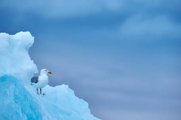 Γλαύκος Γλαύκος Larus Hyperboreus Στον Πάγο Χιόνι Σφραγίστε Σφάγιο Λευκό — Φωτογραφία Αρχείου