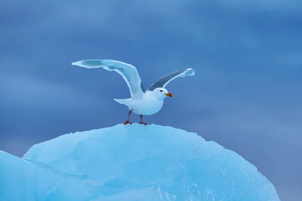 Racek Mořský Larus Hyperboreus Ledu Sněhem Těsnění Tuleně Bílým Rackem — Stock fotografie