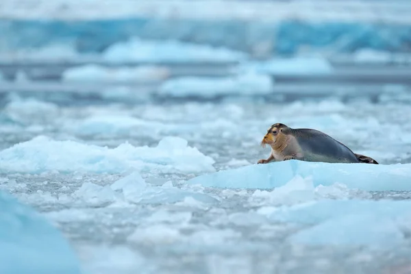 北极的自然 雪地的野生动物 北极雪地里可爱的海豹 在北极斯瓦尔巴的蓝白冰上 有胡须的海豹 有向上提起的鳍 大自然中的野生动物场景 — 图库照片