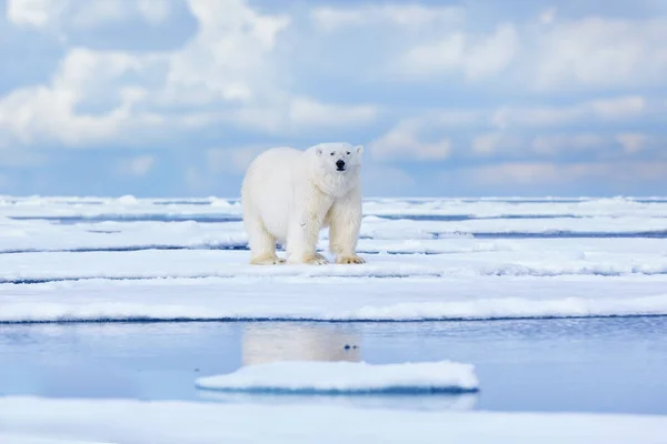 Природа Белый Медведь Дрейфующем Льду Снегом Питающимся Убитым Тюленем Скелетом — стоковое фото