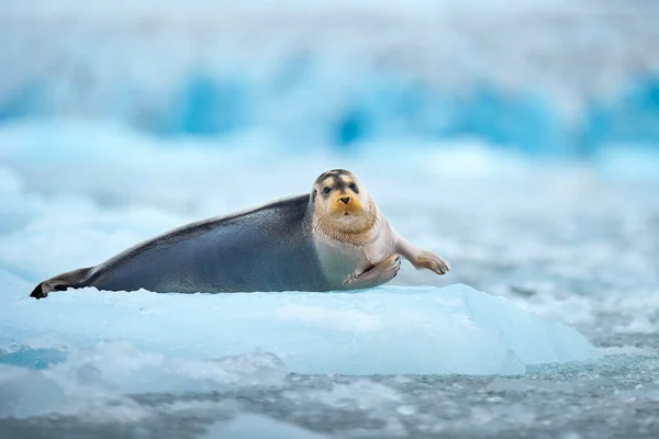北極の自然 雪に覆われた野生動物 北極の雪の生息地でかわいいシール 北極スヴァールバルの青と白の氷の上にひげを生やしたシールは フィンを持ち上げます 自然の中での野生動物のシーン — ストック写真