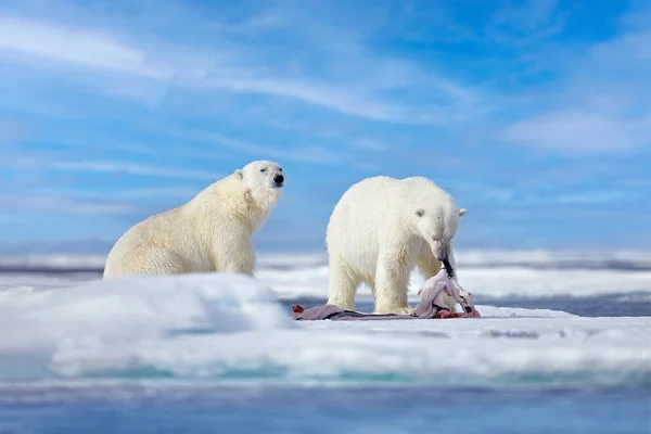 大自然 北极熊在漂浮的冰上 雪以被杀死的海豹 骷髅和血为食 野生动物斯瓦尔巴 有尸体的贝拉野生动物的天性蓝天蓝云的卡卡斯 — 图库照片