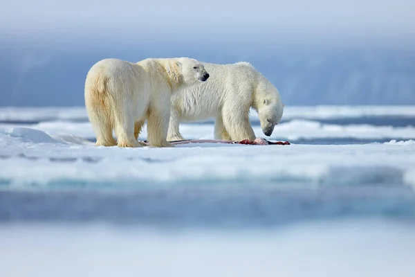 Natureza Urso Polar Gelo Deriva Com Neve Alimentando Foca Morta — Fotografia de Stock