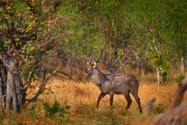 Bonito Animal Africano Hábitat Natural Uganda Vida Silvestre Naturaleza Buenas — Foto de Stock