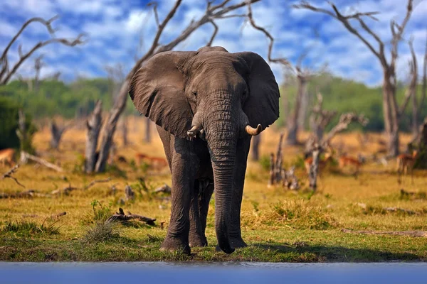 Slon Trávě Modré Nebe Divoká Příroda Přírody Slon Prostředí Moremi — Stock fotografie