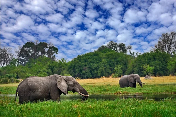 草の中の象 自然からの野生動物のシーン 生息地の象 モレミ オカバンゴデルタ ボツワナ アフリカ 緑の雨季 雲と青空 — ストック写真