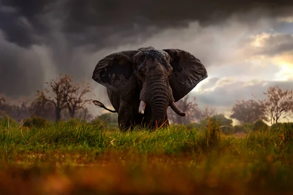 Sunset Khwai Elephant Drinking Big Animal Old Forest Evening Orange — Stock Photo, Image