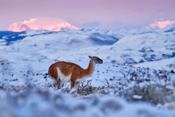 Guanaco Chile Torres Del Paine Patagonie Winter Snow South America — 图库照片