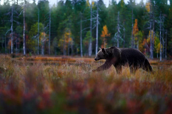 Осенняя Природа Медвежьи Широкоугольные Линзы Желтом Лесу Падение Деревьев Медведем — стоковое фото