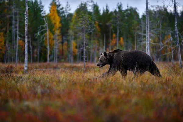 Höstens Natur Bear Vidvinkelobjektiv Gul Skog Fall Träd Med Björn — Stockfoto