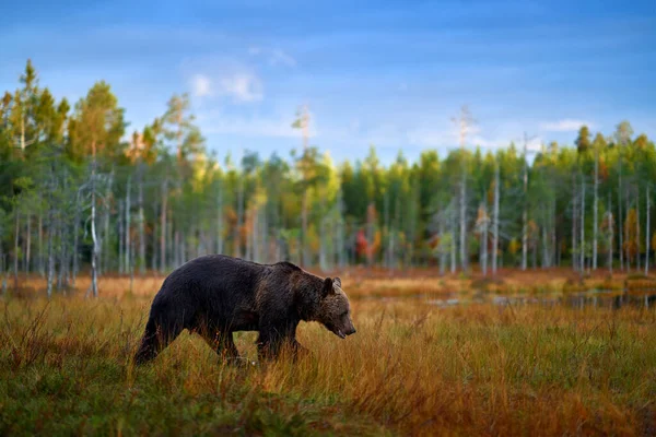 Őszi Természet Medve Széles Látószögű Lencse Sárga Erdőben Lezuhanó Fák — Stock Fotó