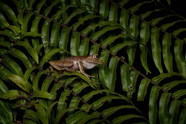 Madagaskar Parlak Gözlü Kurbağa Boophis Madagascariensis Madagaskar Ranomafana Orman Habitatında — Stok fotoğraf