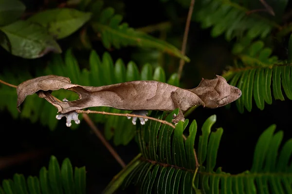 Satanic Leaf Tailed Gecko Uroplatus Phantasticus Lizard Ranomafana National Park — Stock Photo, Image