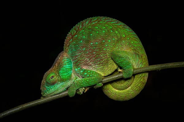 Shaughnessy Chameleon Calumma Oshaughnessyi Lizard Chamaeleonidae Chameleon Endemic Madagascar Night — Stock Photo, Image